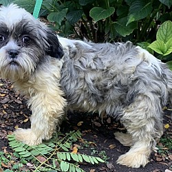 Thumbnail photo of Shih Tzu Sherman #4