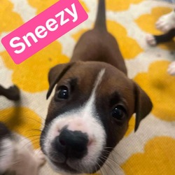 Thumbnail photo of Sneezy #1