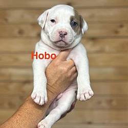 Thumbnail photo of Hobo #1