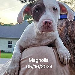 Thumbnail photo of Magnolia #1