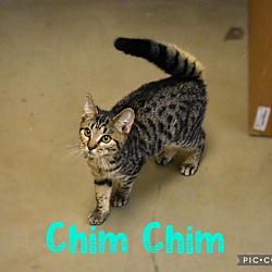 Thumbnail photo of Chim Chim #1