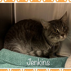 Thumbnail photo of JENKINS #4