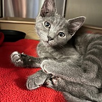 adopt a pet