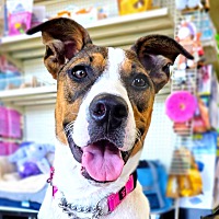 adopt a pet