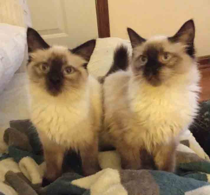 Gaithersburg Md Colorpoint Shorthair Meet Sesame A Pet For