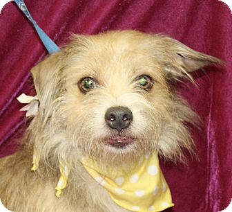 Jackson, MI - Cairn Terrier. Meet Flower a Pet for Adoption.