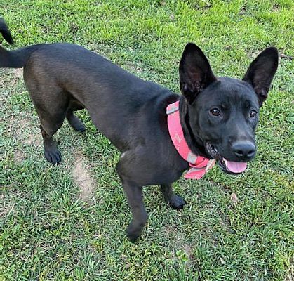 Monrovia, CA - Catahoula Leopard Dog/Shepherd (Unknown Type). Meet Luna ...