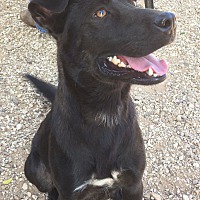 post animal refuge center