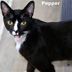 Thumbnail photo of Pepper (HM) #3