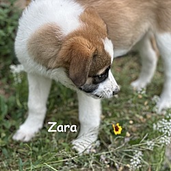 Thumbnail photo of Zara #3