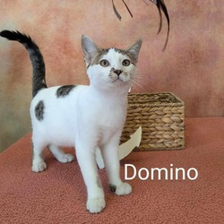 Thumbnail photo of Dominio #1