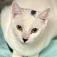 adopt-pet