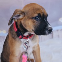 adopt-pet