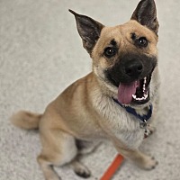 adopt a pet