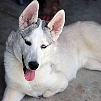 adopt a pet