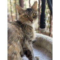 adopt-pet