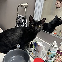 adopt a pet