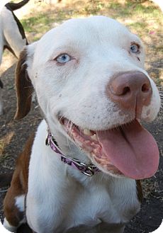 Verwonderend Los Angeles, CA - American Staffordshire Terrier. Meet Blue Eyes a TL-93