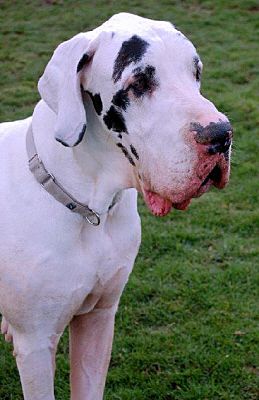 Pearl River, NY - Great Dane. Meet Paul a Pet for Adoption - AdoptaPet.com