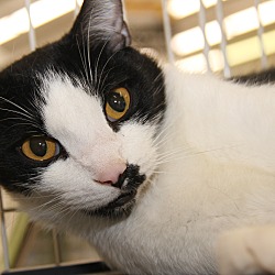 Thumbnail photo of Brian (Neutered/Declawed) #1