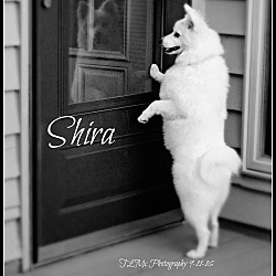 Thumbnail photo of Shira #4