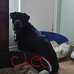Thumbnail photo of CLEO #3