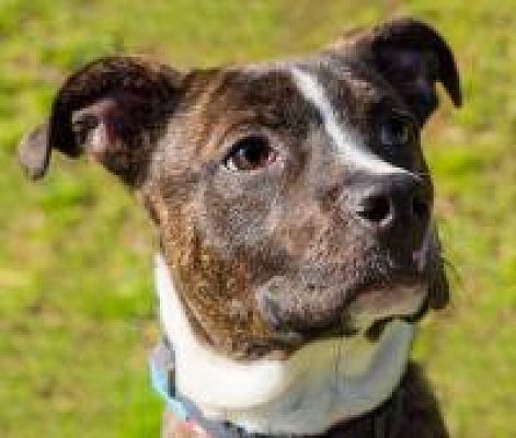 Chattanooga, TN - American Staffordshire Terrier. Meet Cajsa a Pet for ...