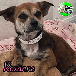 Thumbnail photo of Roxanne #1