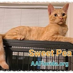 Thumbnail photo of Sweet Pea #3
