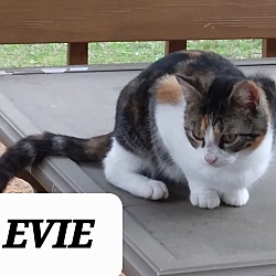 Thumbnail photo of EVIE #3