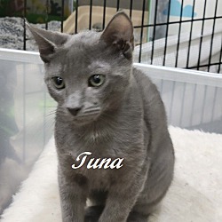 Photo of Tuna