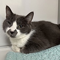 adopt a pet