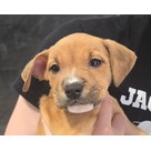 Adopt A Pet :: Matcha - Jackson, MI