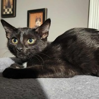 adopt-pet
