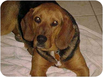 Buffalo Ny Bloodhound Meet Inga Sponsored A Dog For Adoption Adopted