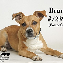 Thumbnail photo of Bruno  (Foster Care) #2