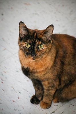 Columbus Oh Domestic Shorthair Meet Foliage A Pet For Adoption