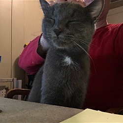 Thumbnail photo of Max the Russian Blue Mix #2