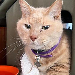 Photo of Felix (senior lap cat)