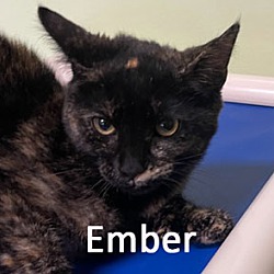 Photo of Ember