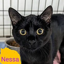 Photo of Nessa