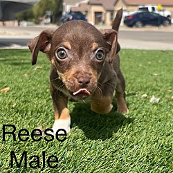 Photo of Reese