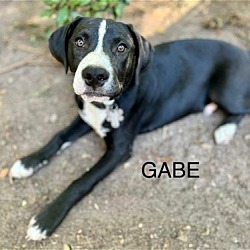 Thumbnail photo of Gabe - Tiny Terrier Litter #1