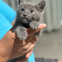 adopt a pet