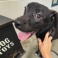 adopt a pet