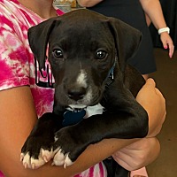 adopt a pet