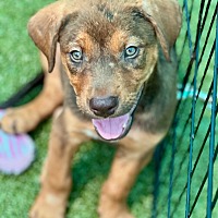 adopt a pet
