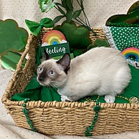 adopt-pet