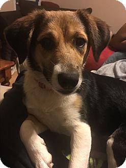 ST LOUIS, MO - Beagle. Meet Innabella a Pet for Adoption.