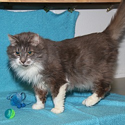Thumbnail photo of Paws (Neutered/FIV+)-Update #4